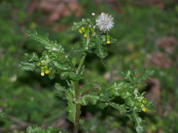 Senecio vulgaris