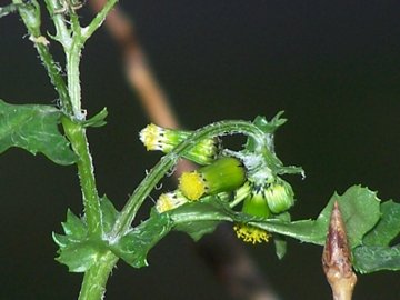 Senecio vulgaris