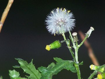 Senecio vulgaris