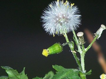 Senecio vulgaris