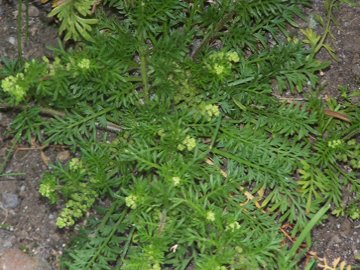 Coronopus didymus (= Lepidium didymum )/Lappolina americana