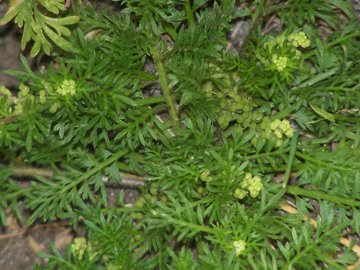 Coronopus didymus (= Lepidium didymum )/Lappolina americana