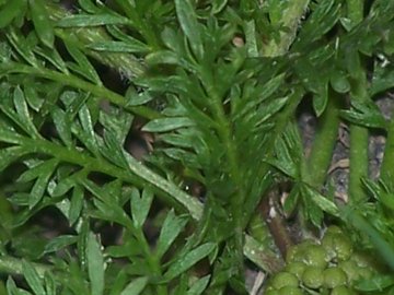 Coronopus didymus (= Lepidium didymum )/Lappolina americana