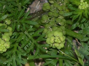 Coronopus didymus (= Lepidium didymum )/Lappolina americana