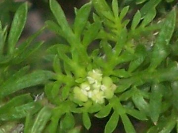 Coronopus didymus (= Lepidium didymum )/Lappolina americana