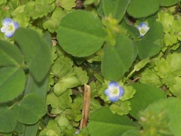 Veronica cfr. persica