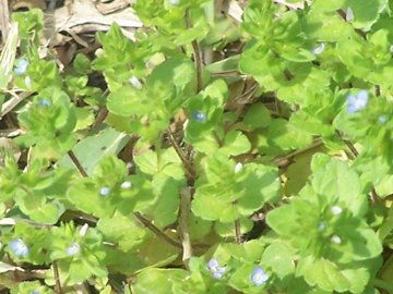 Veronica cfr. persica