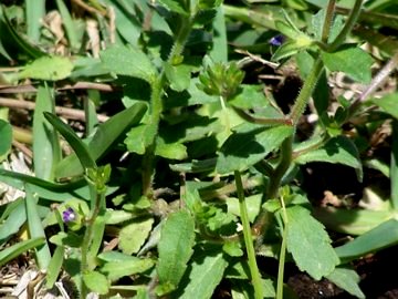 Campanula erinus