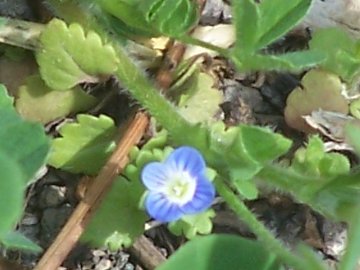 Veronica cfr. persica