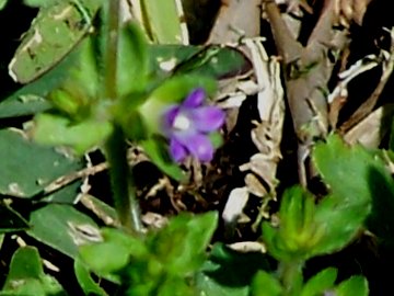 Campanula erinus