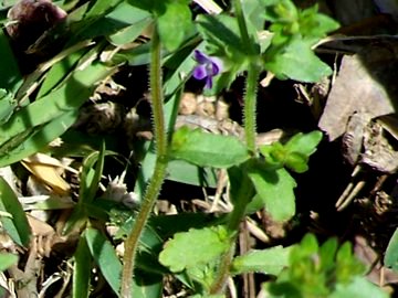 Campanula erinus