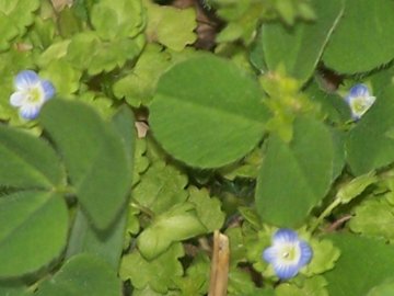 Veronica cfr. persica