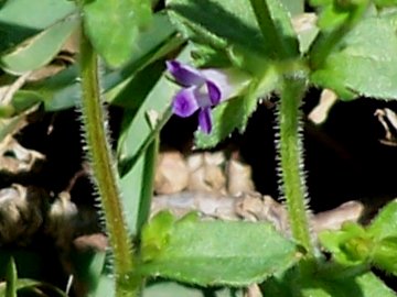 Campanula erinus