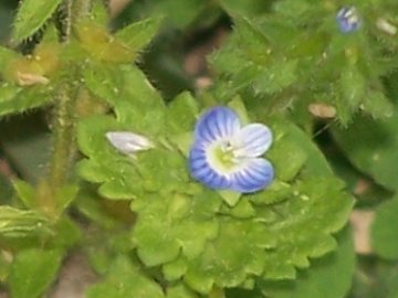 Veronica cfr. persica