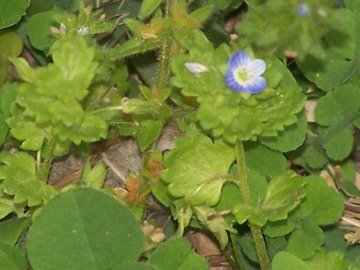 Veronica cfr. persica