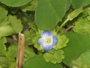 Veronica cfr. persica