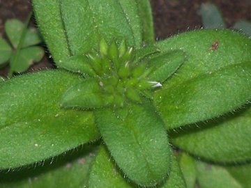 Cerastium glomeratum - Piantina nei prati