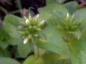 Cerastium glomeratum - Piantina nei prati