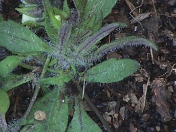 Viola parvula / Viola piccina