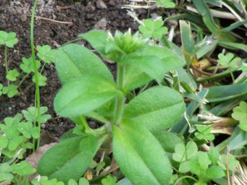 Cerastium glomeratum - Piantina nei prati