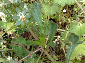 Reseda phyteuma / Reseda selvatica