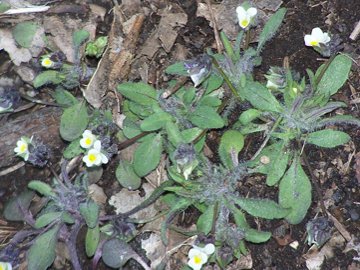 Viola parvula / Viola piccina