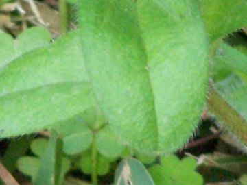 Cerastium glomeratum - Piantina nei prati