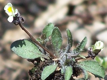 Viola parvula / Viola piccina