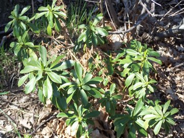 Daphne laureola