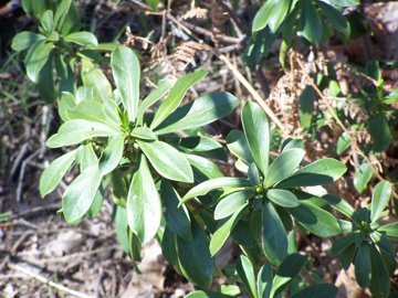 Daphne laureola