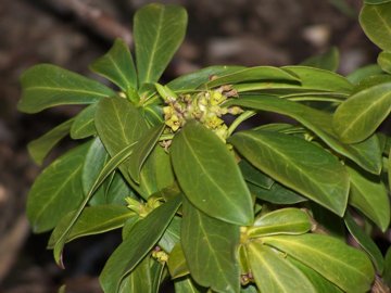 Daphne laureola