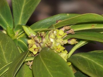 Daphne laureola