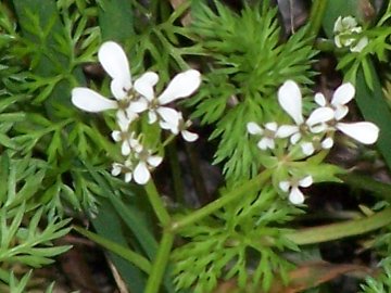 Scandix pecten-veneris / Acicula comune