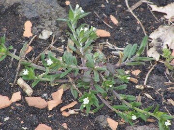 Piantina dell''Etna -  cfr. Buglossoides arvensis