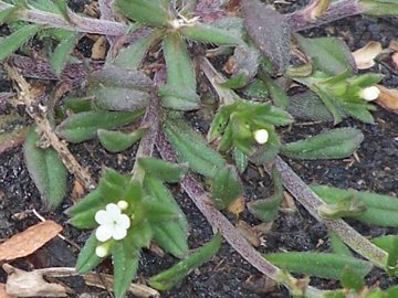 Piantina dell''Etna -  cfr. Buglossoides arvensis