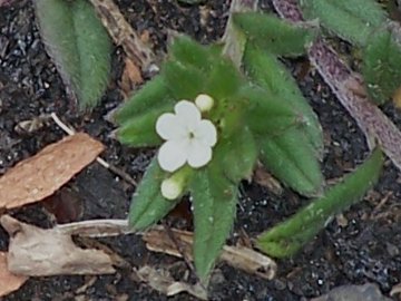 Piantina dell''Etna -  cfr. Buglossoides arvensis