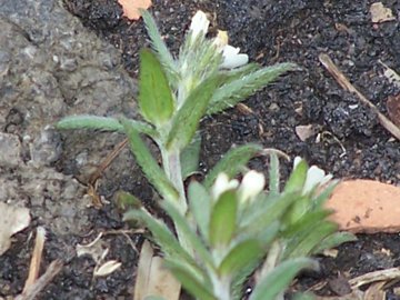 Piantina dell''Etna -  cfr. Buglossoides arvensis