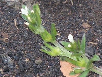 Piantina dell''Etna -  cfr. Buglossoides arvensis