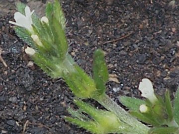 Piantina dell''Etna -  cfr. Buglossoides arvensis