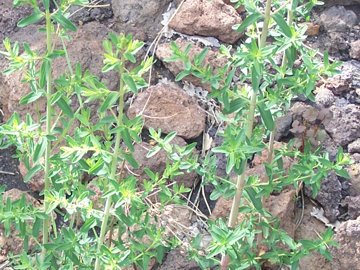 Hypericum perforatum e H. perfoliatum