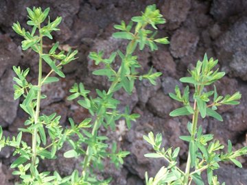 Hypericum perforatum e H. perfoliatum