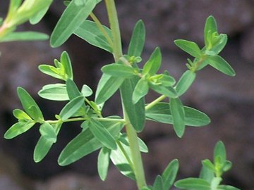 Hypericum perforatum e H. perfoliatum