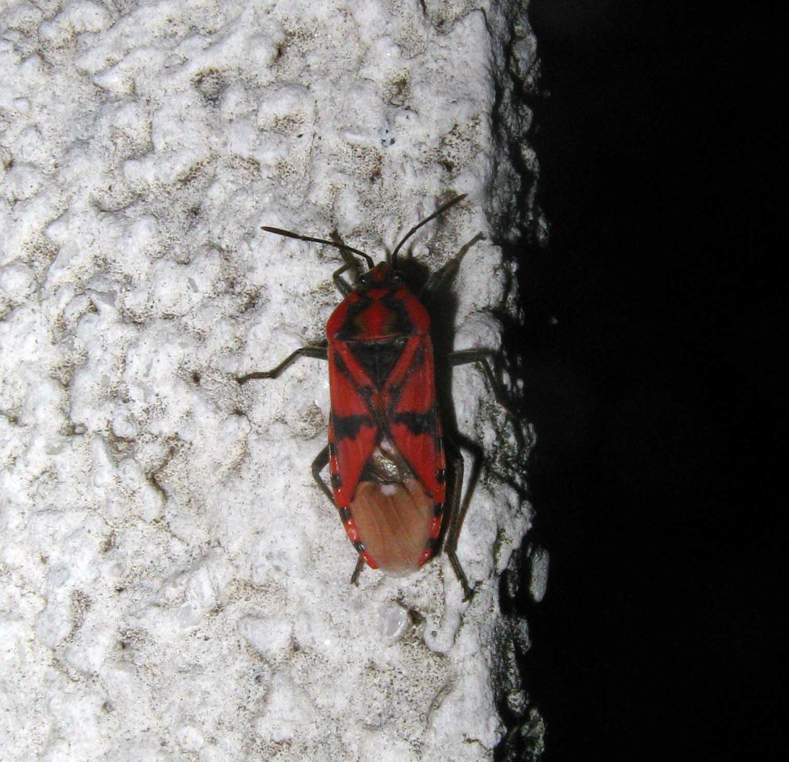 Due Lygaeidae: Orsillus maculatus e Spilostethus pandurus