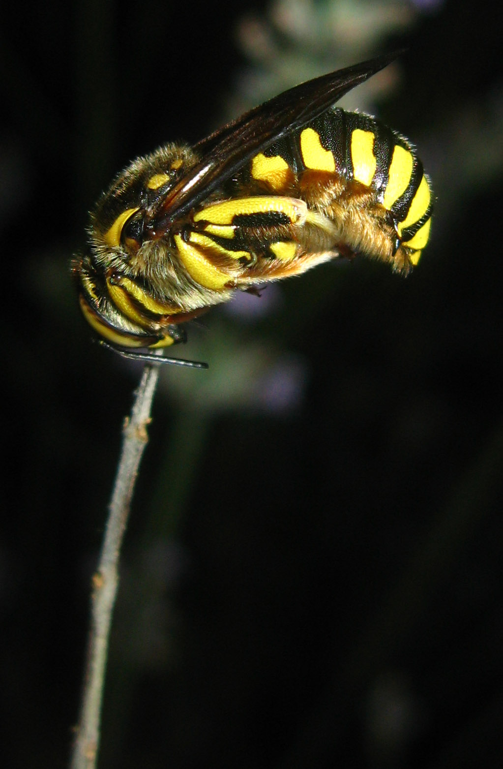 chi  (Anthidium) e cosa gli  accaduto? (niente, dorme!)