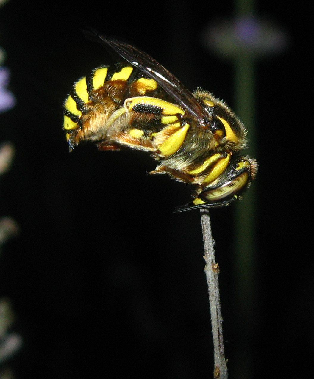 chi  (Anthidium) e cosa gli  accaduto? (niente, dorme!)