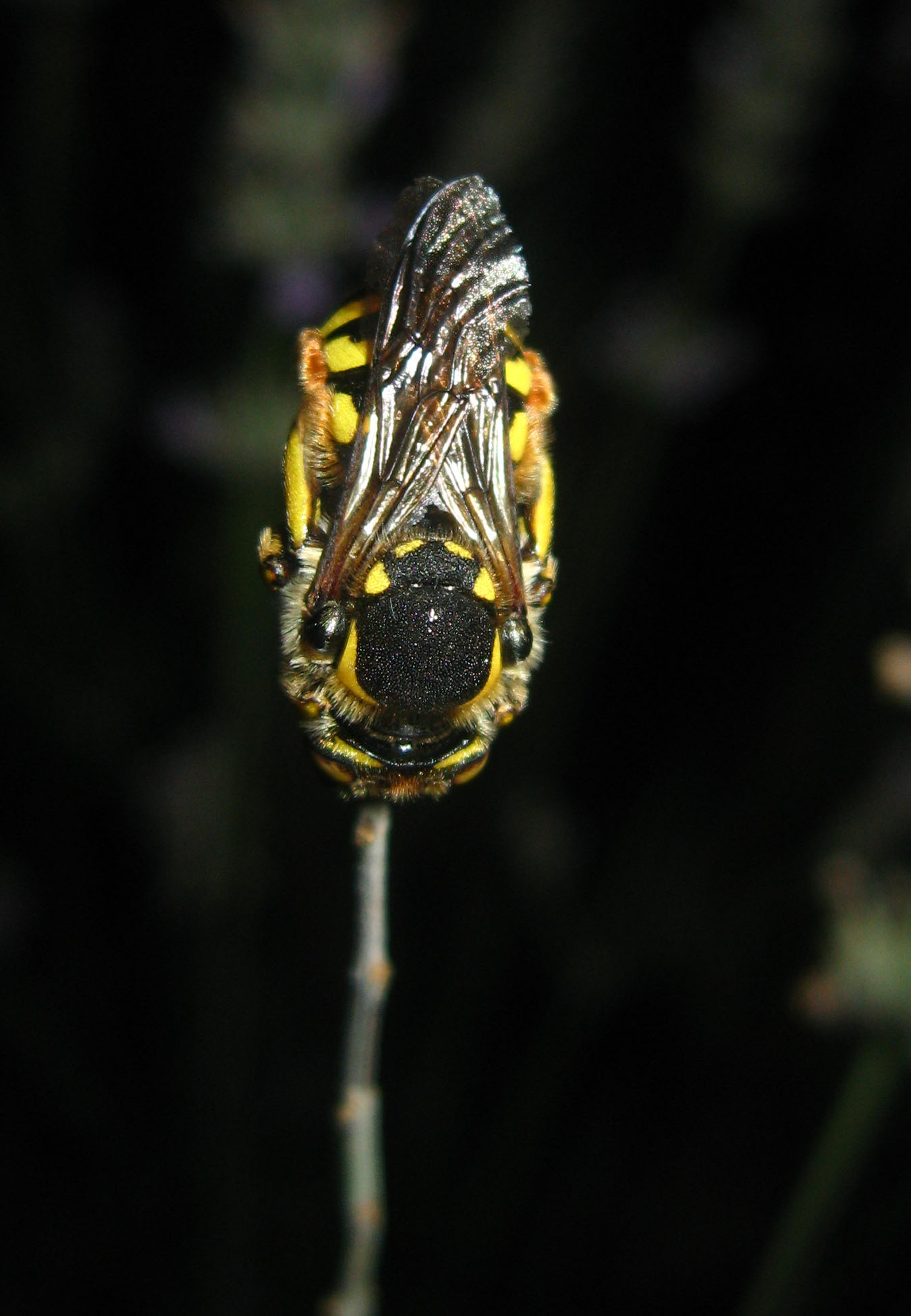 chi  (Anthidium) e cosa gli  accaduto? (niente, dorme!)