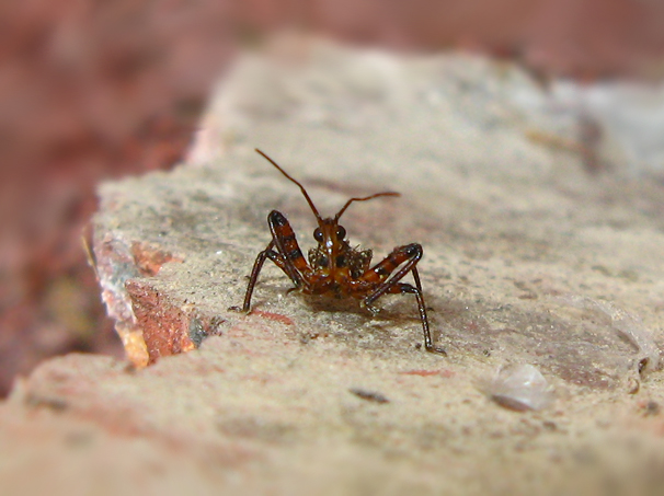 ninfa di Rhynocoris?