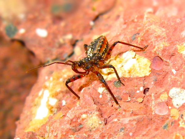 ninfa di Rhynocoris?