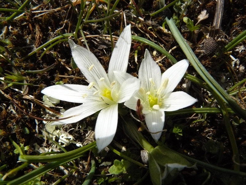 Ornithogalum excapum ssp. excapum