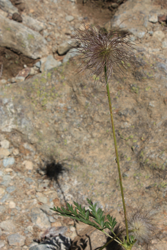 Frutti di Pulsatilla alpina spp. apiifolia